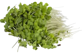 Broccoli cress 50gr